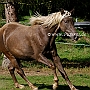 Rocky_ Mountain_ Horse_ 3(119)